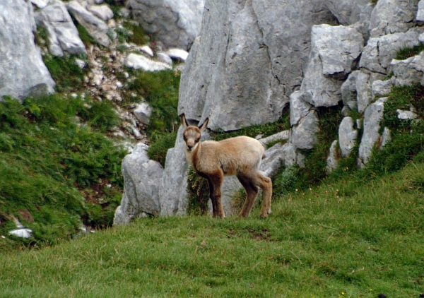 Camoscio d''Abruzzo Rupicapra pyrenaica ornata